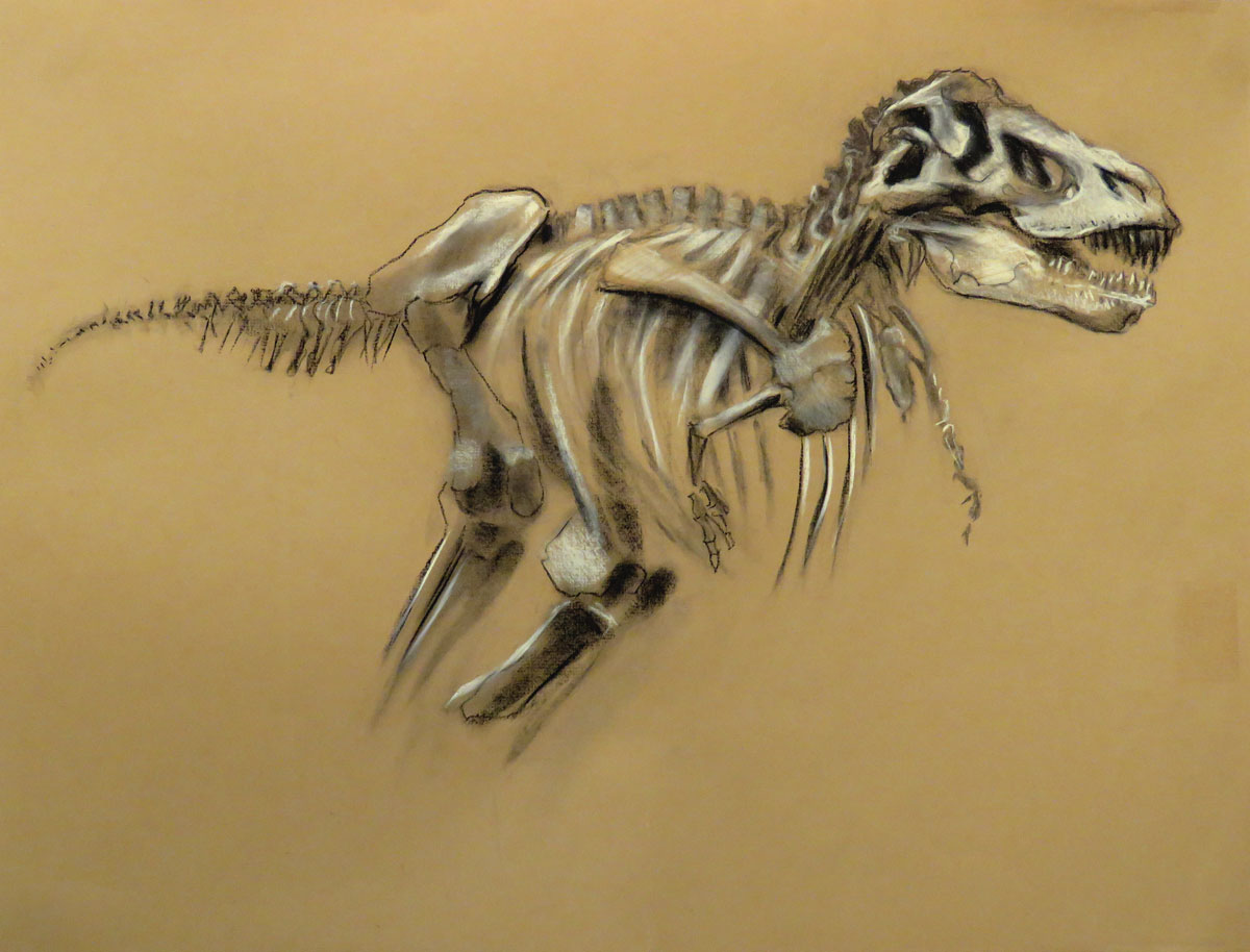 amnh-dinosaur-19x25