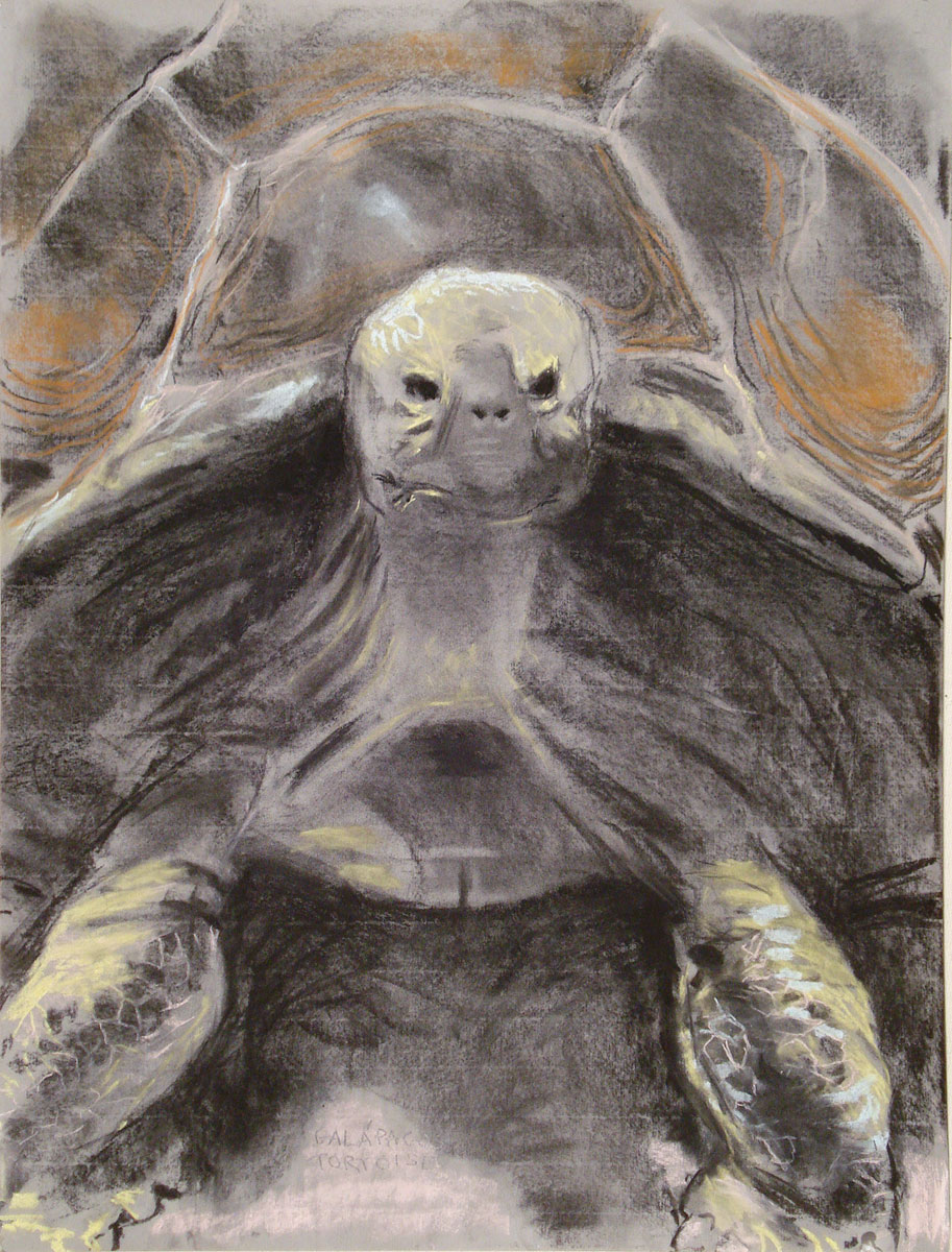 amnh-galapagos-tortoise-25x