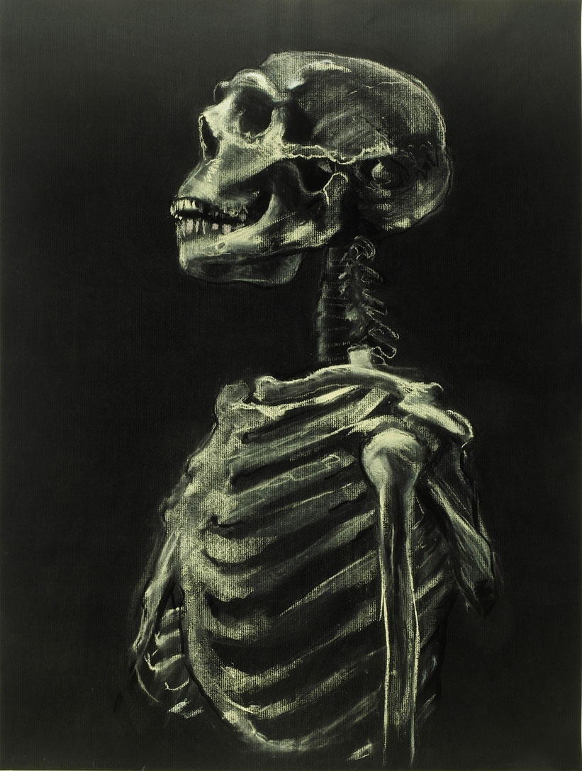 amnh-human-skeleton-25x19