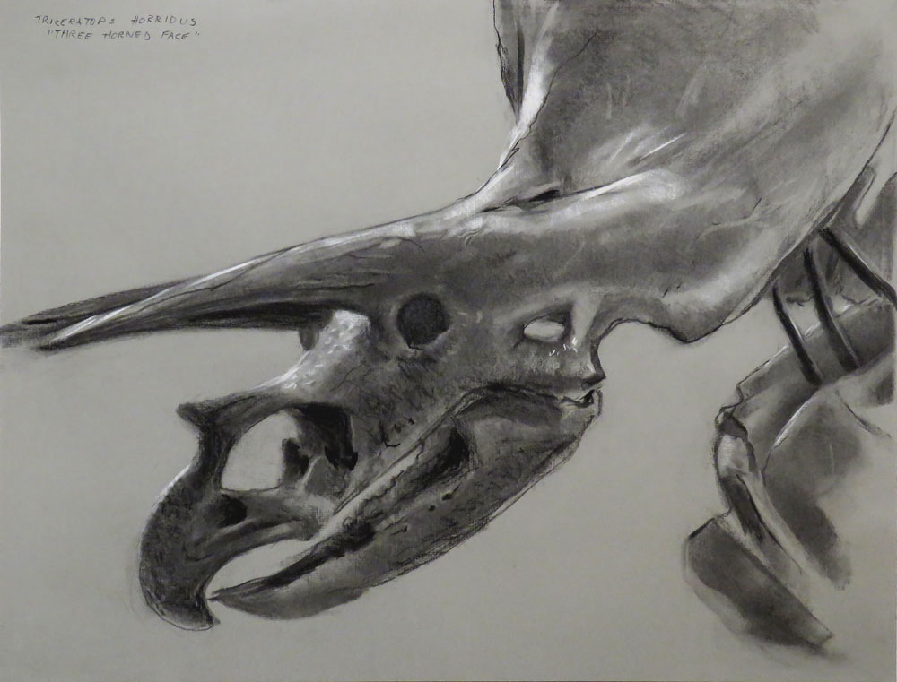 amnh-triceratops-horridus-1