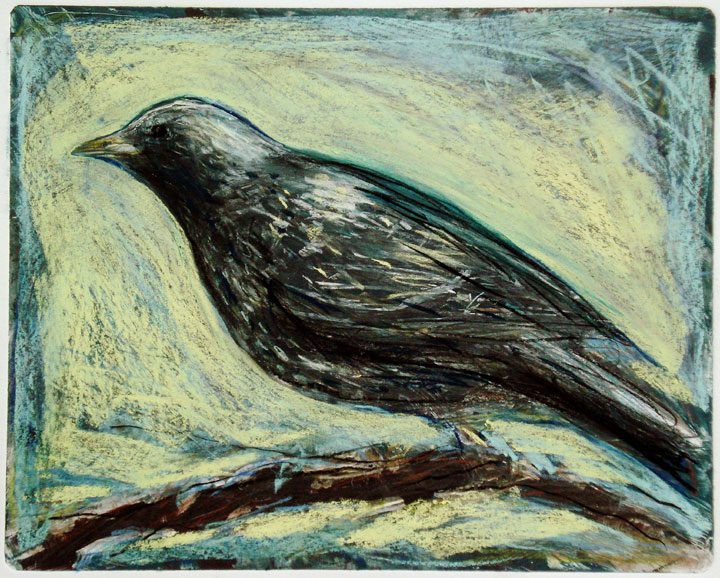 winter-starling02
